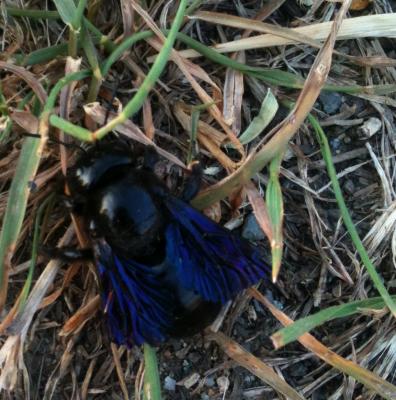 Прикрепленное изображение: Picture 24.jpg